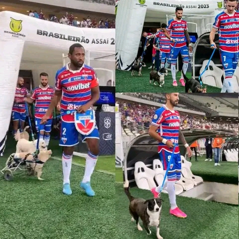 Dogs on the pitch of the Castelao stadium...