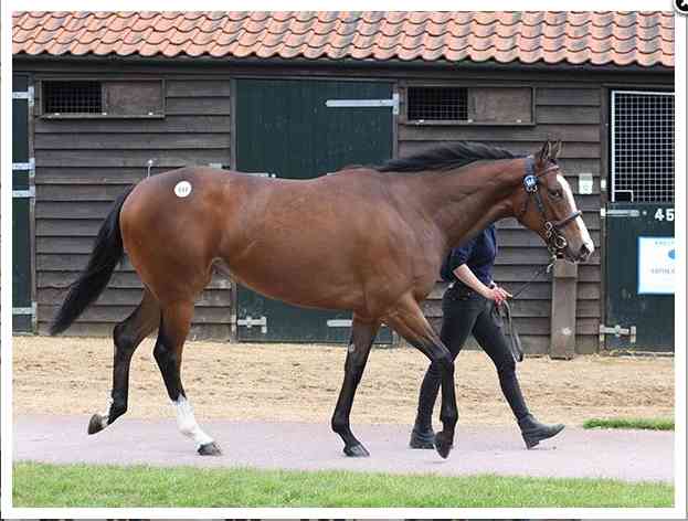 Record-Breaking Acclamation Colt Shines at Tattersalls