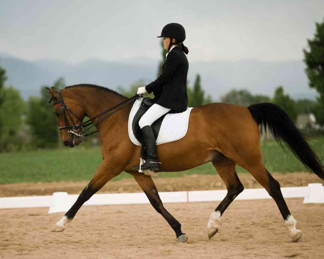 Équitation : Silence radio sur les compétitions au Royaume-Uni